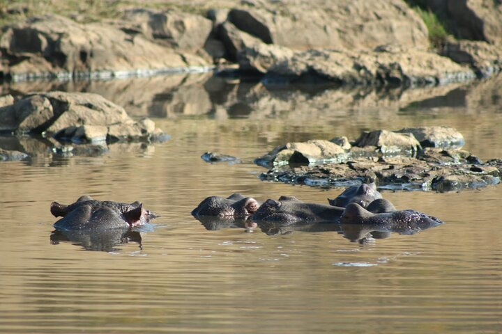 Hippopotamus amphibius (Hippo)